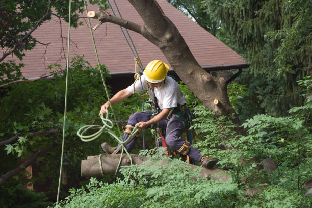 Best Stump Grinding and Removal  in USA